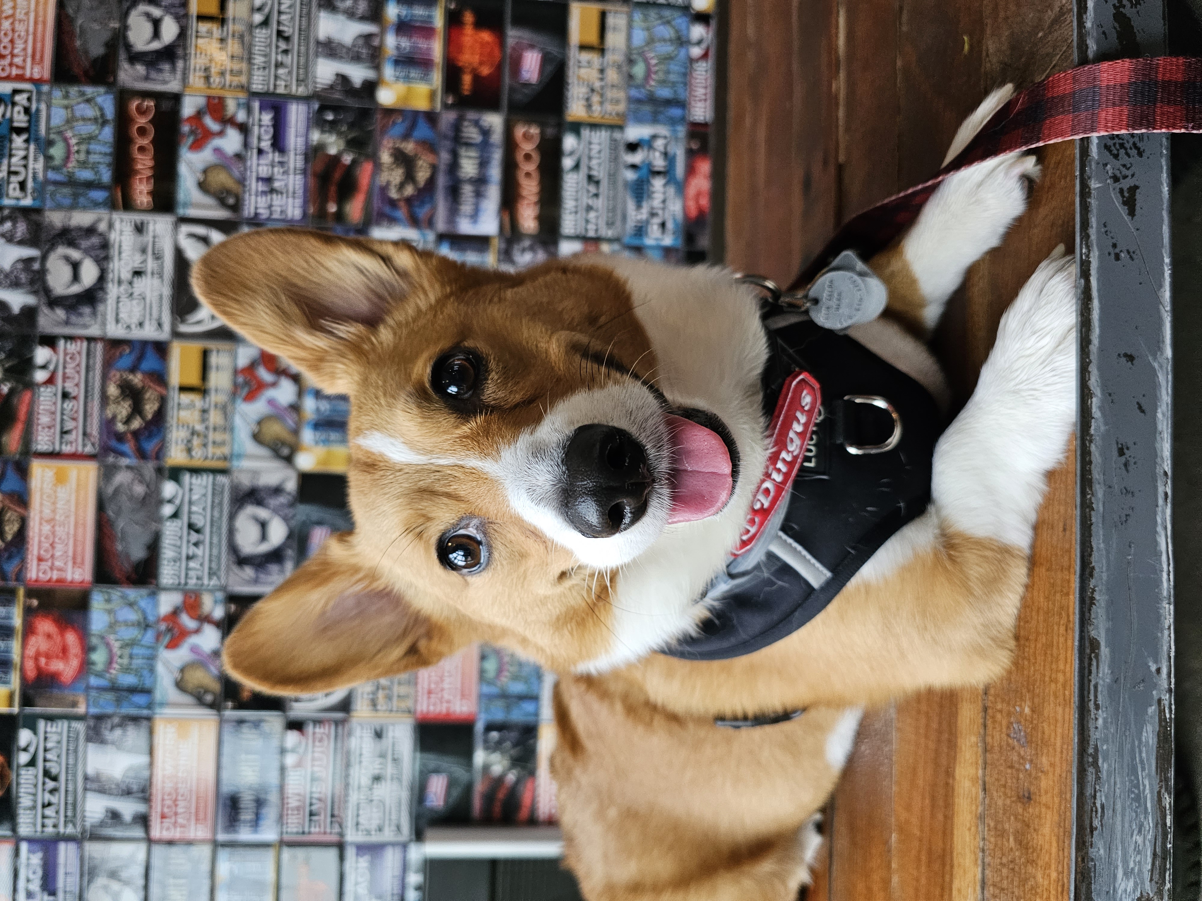 Image of Ein Zelda