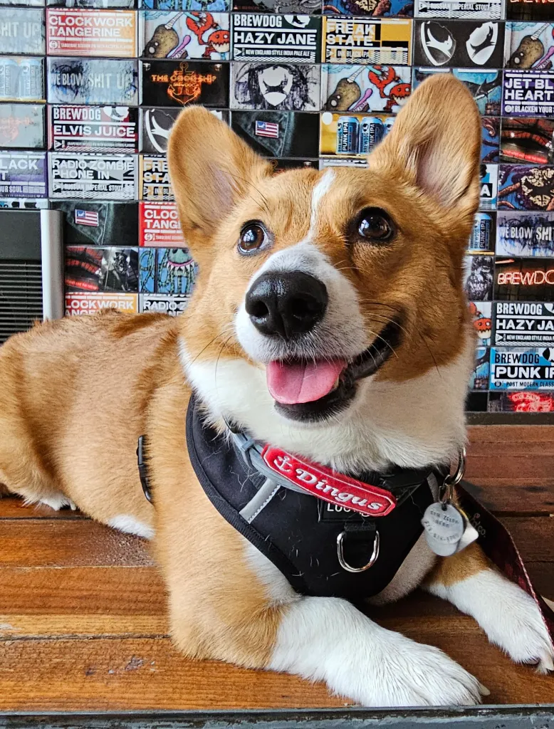 Ein the Corgi at Brew Dog!
