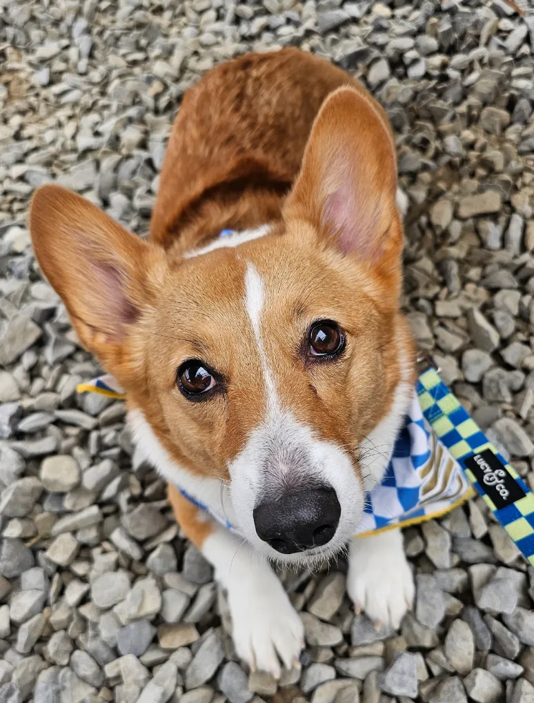 Ein the Corgi at Allied Brewing Company in the gravel