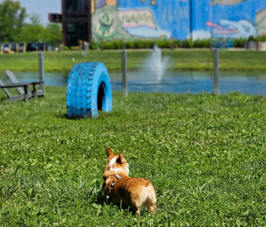 Ein in the dog park